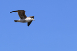 Kelp Gull in flight, Carcass Island, Falklands