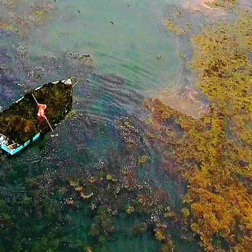 A harvester accumulates a full boat load of seaweed in the waters off L'Etete passage in rural Charlotte County, New…