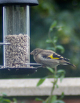 Very young Gold Finch by Dave Tobin