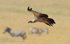 White-backed Vulture.