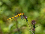 Ruddy Darter
