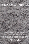 BPP_0560