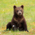 Brown Bear cub at Martinselkonen
