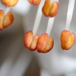 Blackthorn  (Prunus spinosa)  flower details