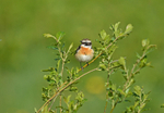 Whinchat