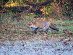 Red Fox