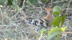 African Hoopoe - SA
