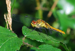 Ruddy Darter