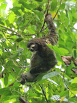Three-toed Sloth scratching, Panama