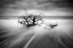 Tree in Sea copy