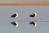 Andean Avocets resting, Chaxa, Chile
