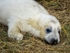 Atlantic Grey Seal