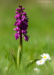 Early-purple Orchid (01)