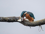 Kingfisher Alcedo Atthis045