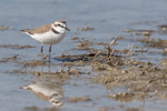 Kentish Plover