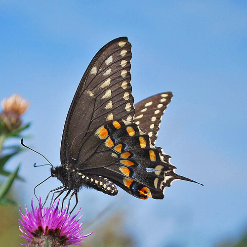 A black swallowtail butterfly can be seen feeding on a black knapweed flower.