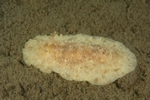 Archidoris pseudoargus