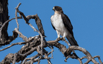 Booted Eagle