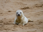 Atlantic Grey Seal