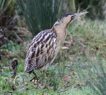 Bittern