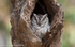 Indian Scops-owl