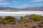 Salar de Surire