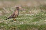 Falkland Thrush standing in grass, Carcass Island, Falklands