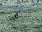 Mistle Thrush