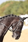 SBM_018701