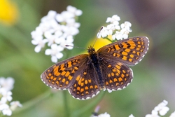 Heath Fritillary