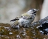 Golden-crowned Kinglet-1