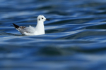 Bonaparte's Gull on water, Farmoor Reservoir