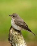 20110613-IMG_5744