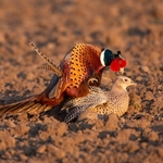 Pheasants