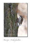 Treecreeper - Certhia familiaris