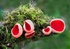 Scarlet Elf Cup