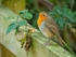 Robin
