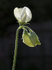 Sweetpea
