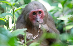 Old male Stump-tailed Macaque