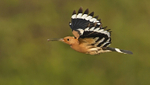 Hoopoe