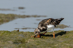 Turnstone