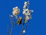 March 2021 - Blue Tit