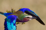 Lilac-breasted Roller in flight after taking off from a bush