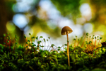 z3529 Miniature Fungi World