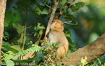 Young Macaco.