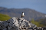 Long-tailed Skua