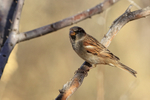 House Sparrow (male), Bosque del Apache, New Mexico