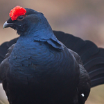 Black Grouse