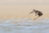 Greater Yellowlegs in shallow lagoon, Fort De Soto, Florida