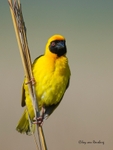 Masked Weaver